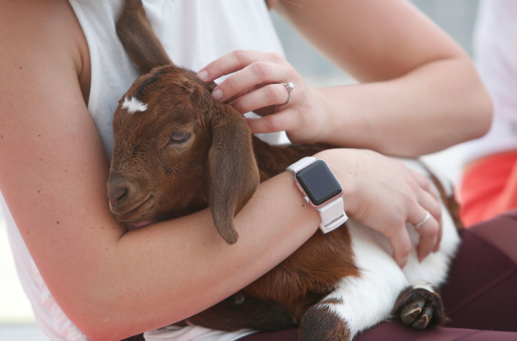 Goat Yoga comes to Billings